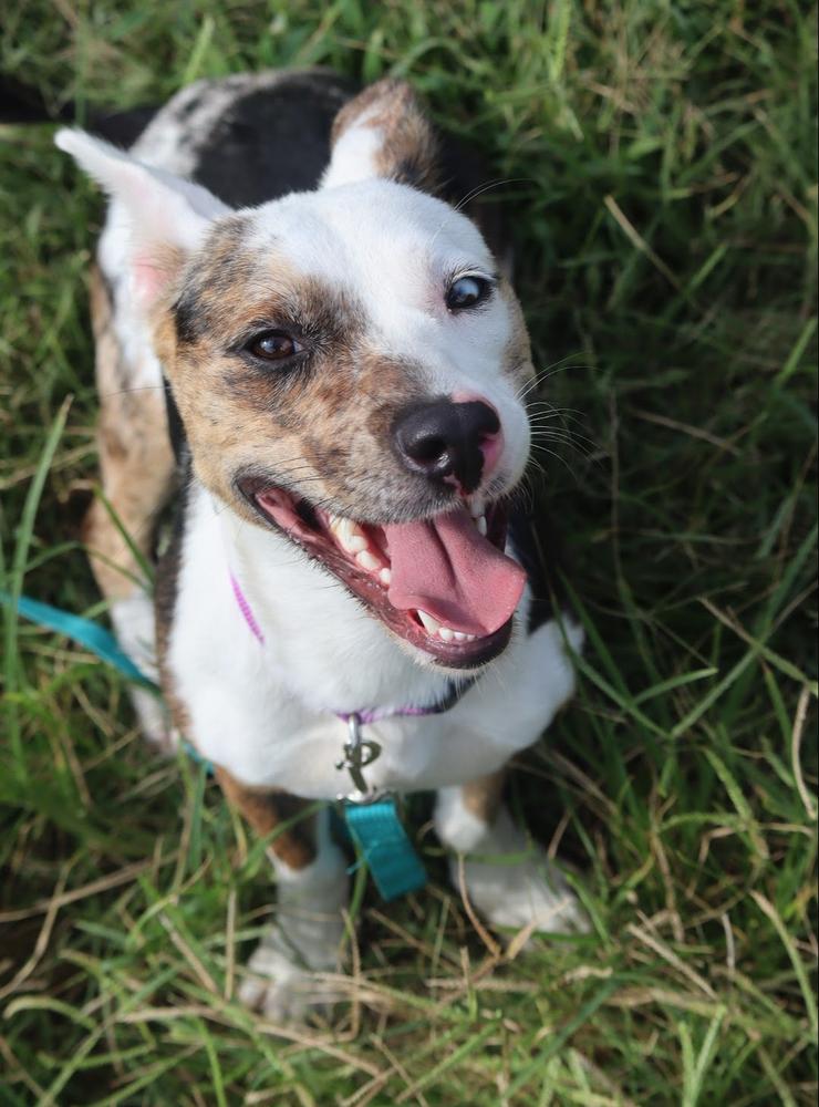 Enlarge Babygirl, a Adoptable Australian Cattle Dog / Blue Heeler in Statesville, NC image 5/6