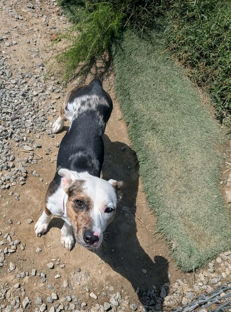 Enlarge Babygirl, a Adoptable Australian Cattle Dog / Blue Heeler in Statesville, NC image 3/3