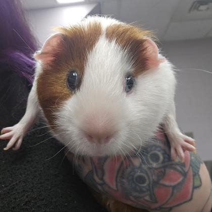 Frodo, Adoptable, Adult Male Guinea Pig & Guinea Pig.