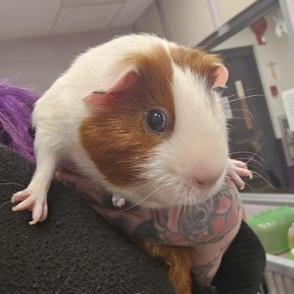 Frodo, a Adoptable mixed breed in Scotia, NY image 2/2