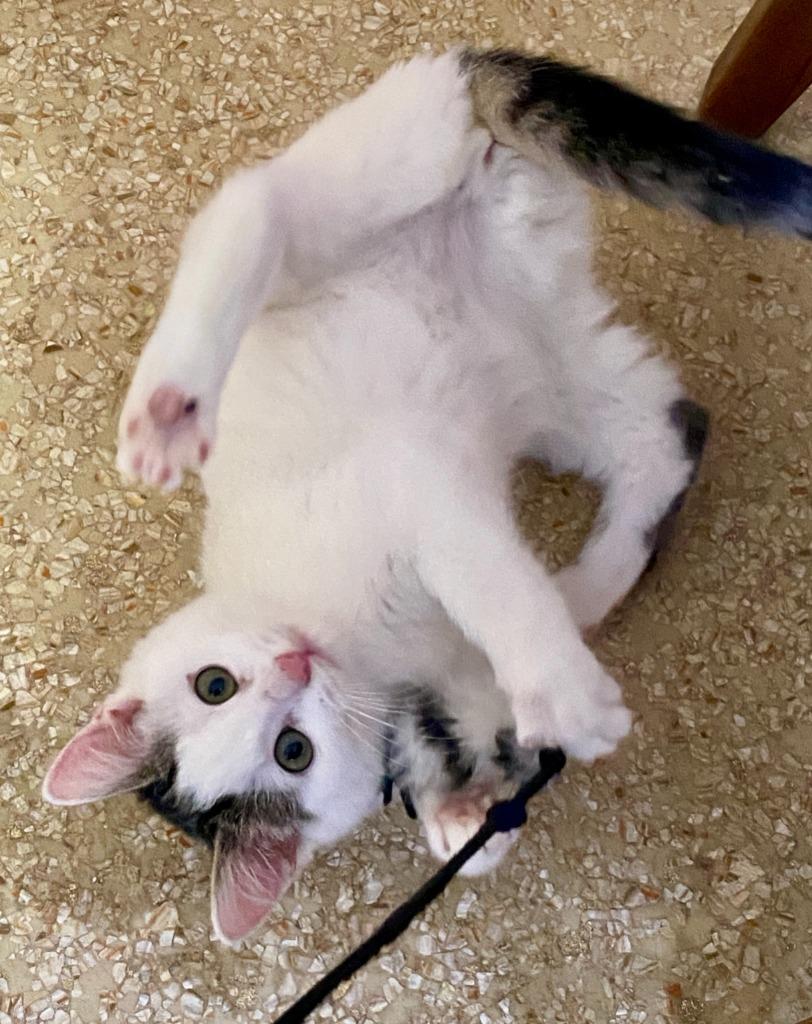 Snow White (and Happy), Adoptable, Kitten Female Domestic Short Hair.