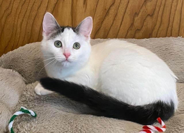Enlarge Snow White (and Happy), a Adoptable mixed breed in Shoreline, WA image 2/6