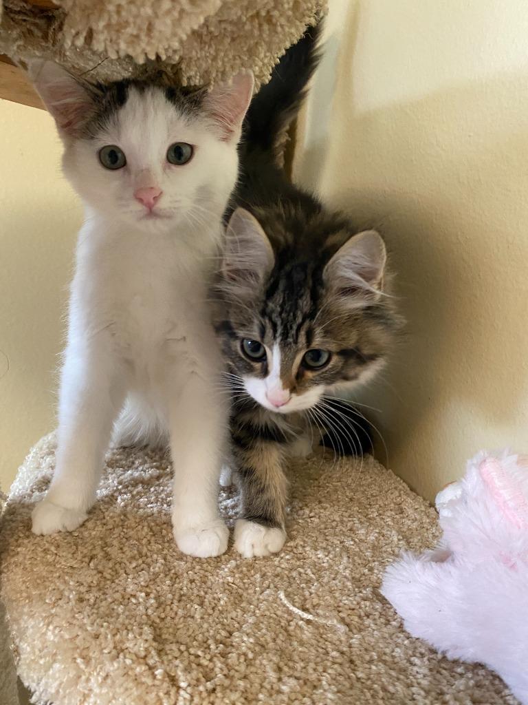 Enlarge Snow White (and Happy), a Adoptable mixed breed in Shoreline, WA image 3/6