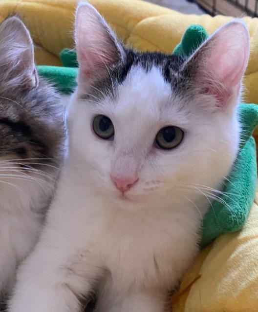 Enlarge Snow White (and Happy), a Adoptable mixed breed in Shoreline, WA image 4/6