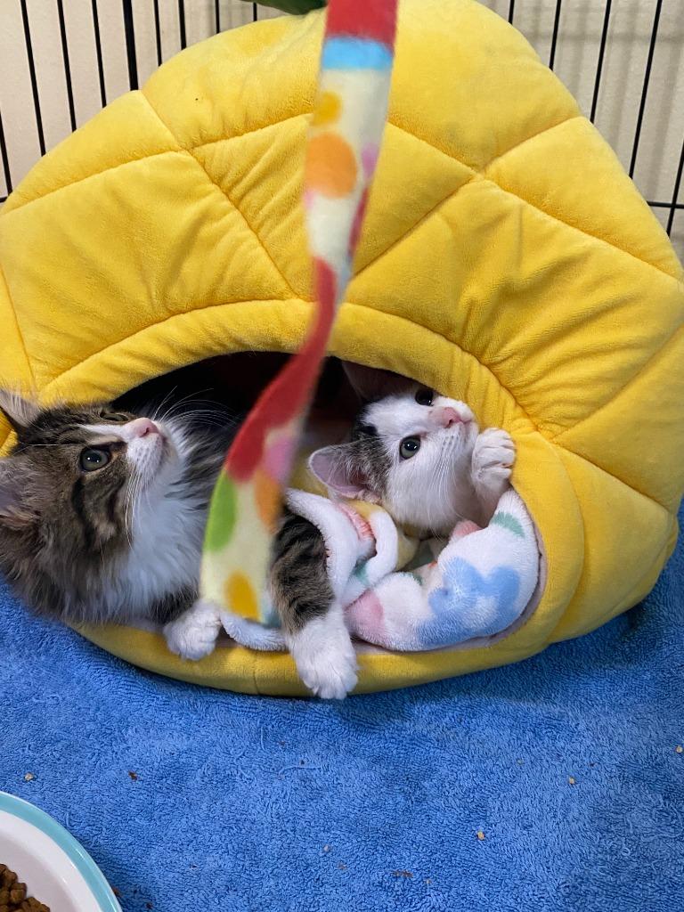 Enlarge Snow White (and Happy), a Adoptable mixed breed in Shoreline, WA image 5/6