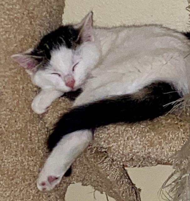 Enlarge Snow White (and Happy), a Adoptable mixed breed in Shoreline, WA image 6/6