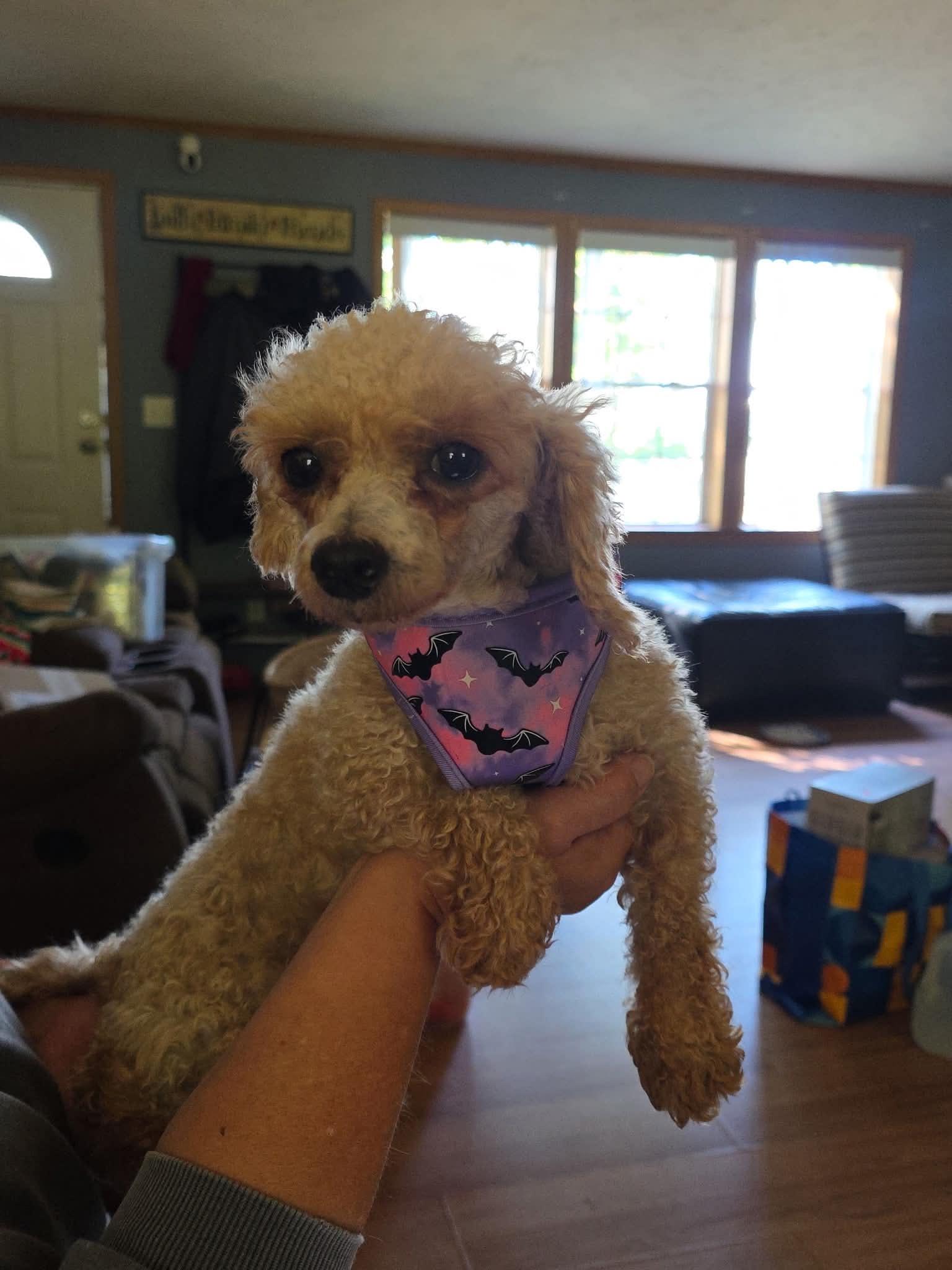 Enlarge Alice, a Adoptable Poodle (Toy) in Brunswick, ME image 2/3