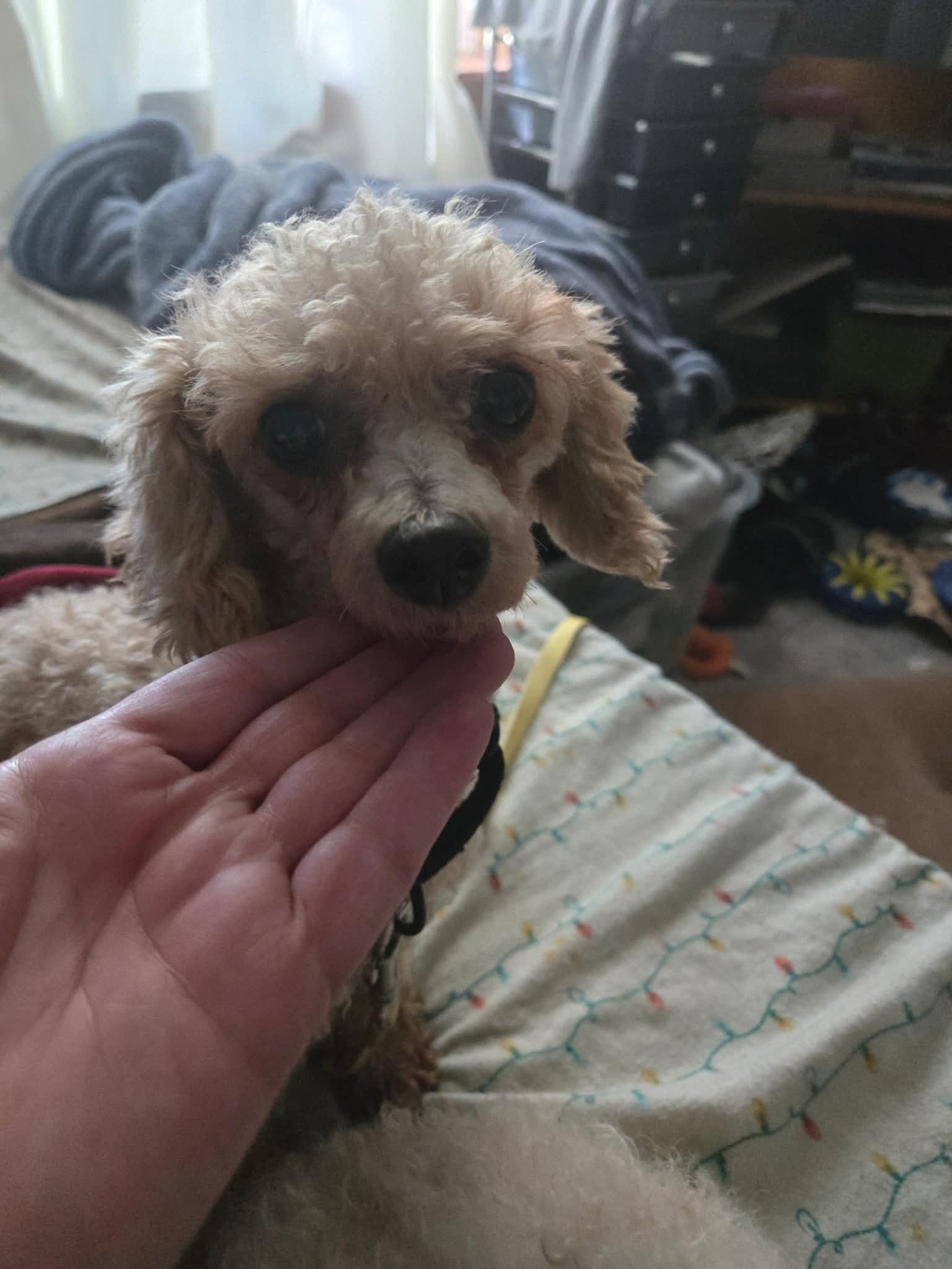 Alice, Adoptable, Adult Female Poodle (Toy).
