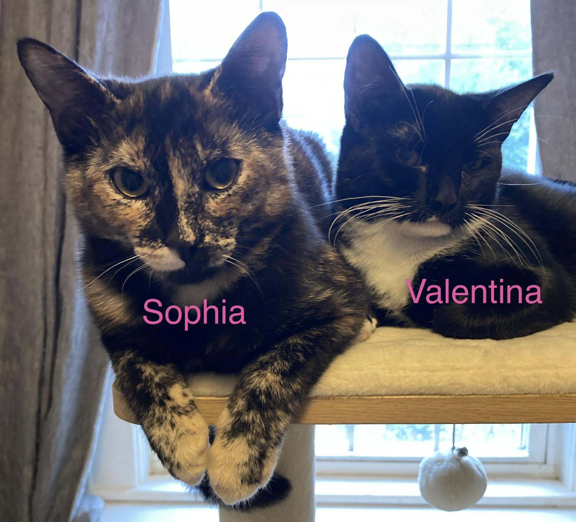 Sophia, a ADOPTABLE mixed breed in North Billerica, MA image 4/4