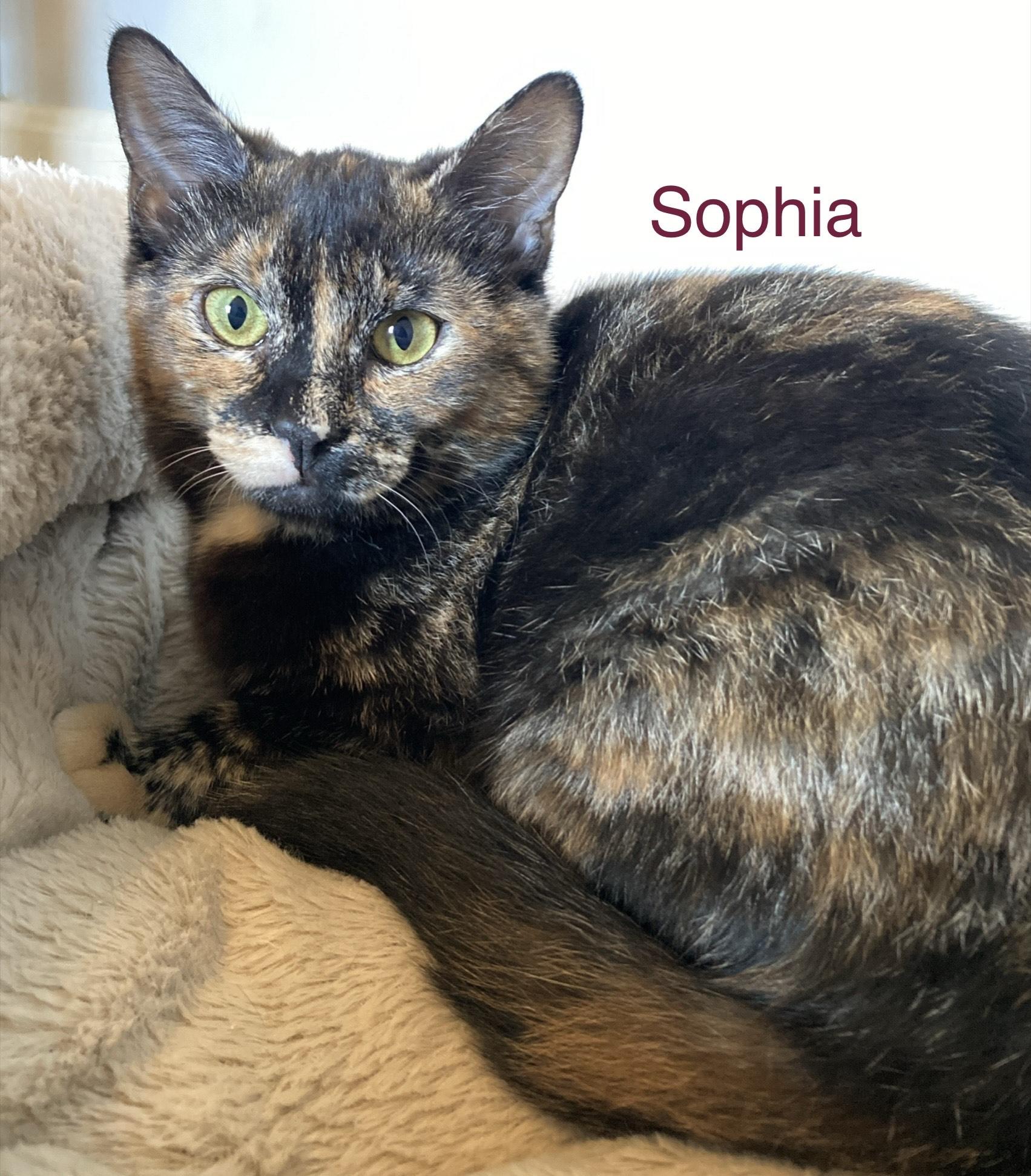 Sophia, a ADOPTABLE mixed breed in North Billerica, MA image 3/4