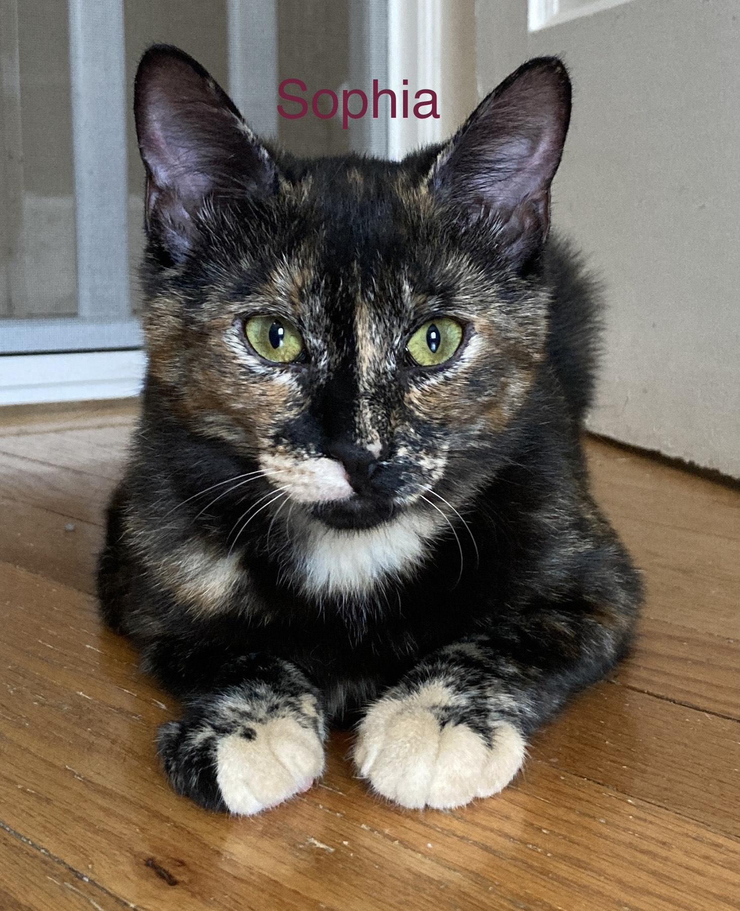Sophia, a ADOPTABLE mixed breed in North Billerica, MA image 1/4