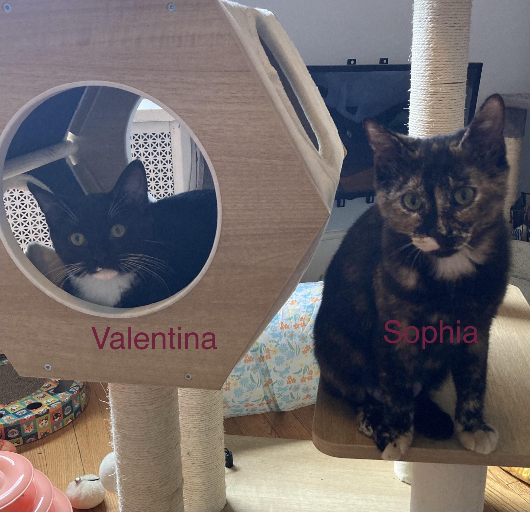 Sophia, a ADOPTABLE mixed breed in North Billerica, MA image 2/4