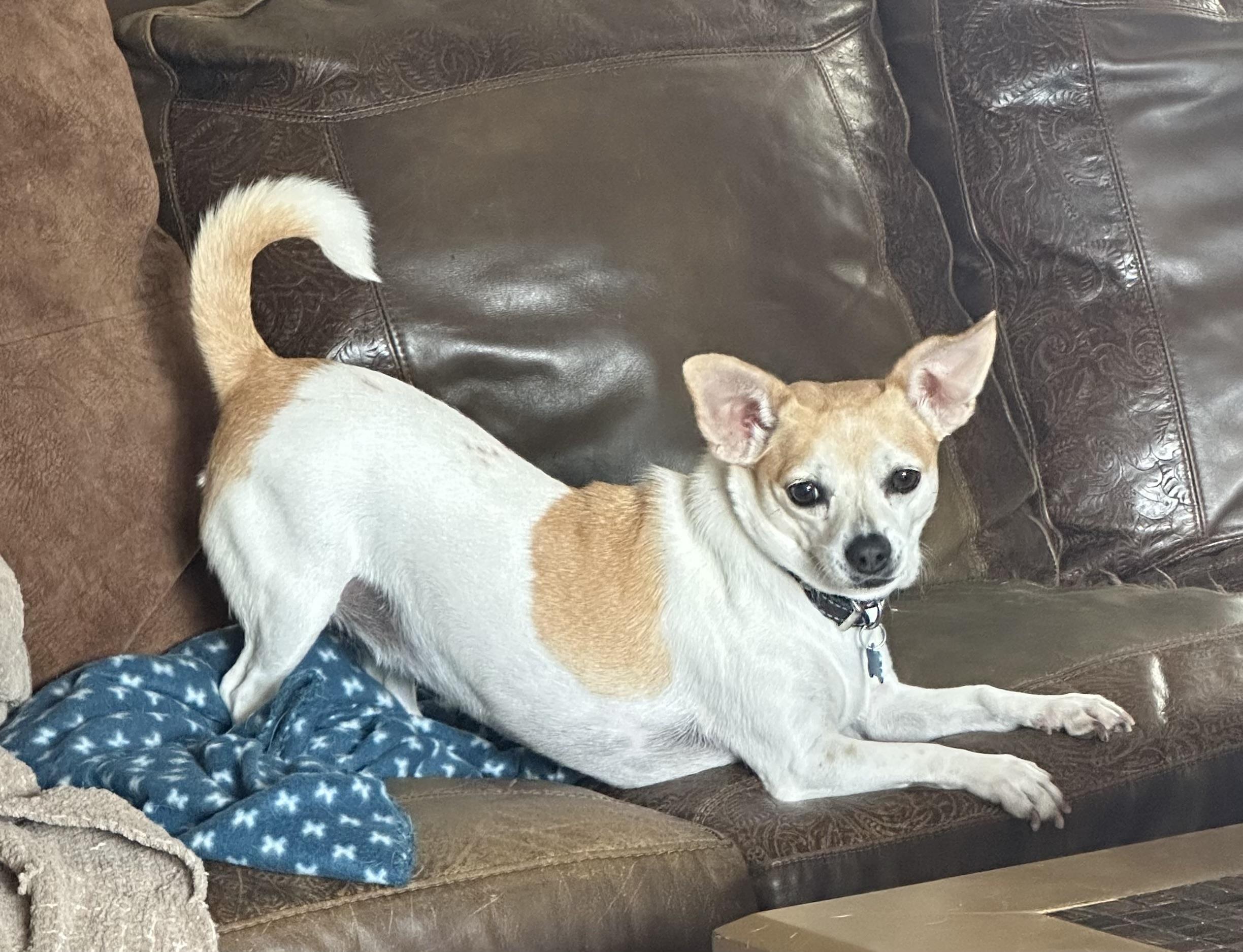 Hattie, Adoptable, Young Female Chihuahua.