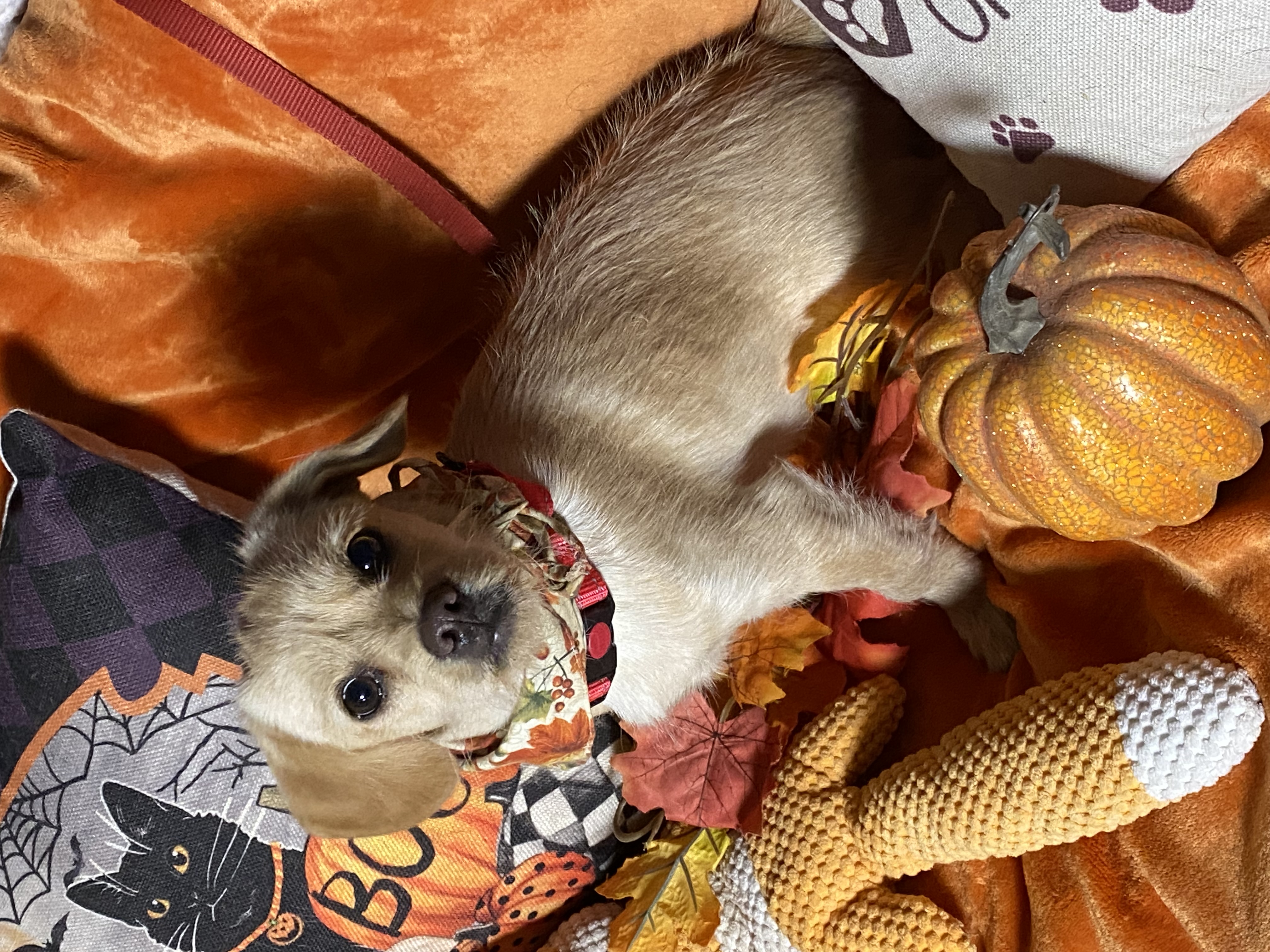 Small breed adorable golden puppies, Raider & Billy, a Adoptable mixed breed in Acton, CA image 2/6