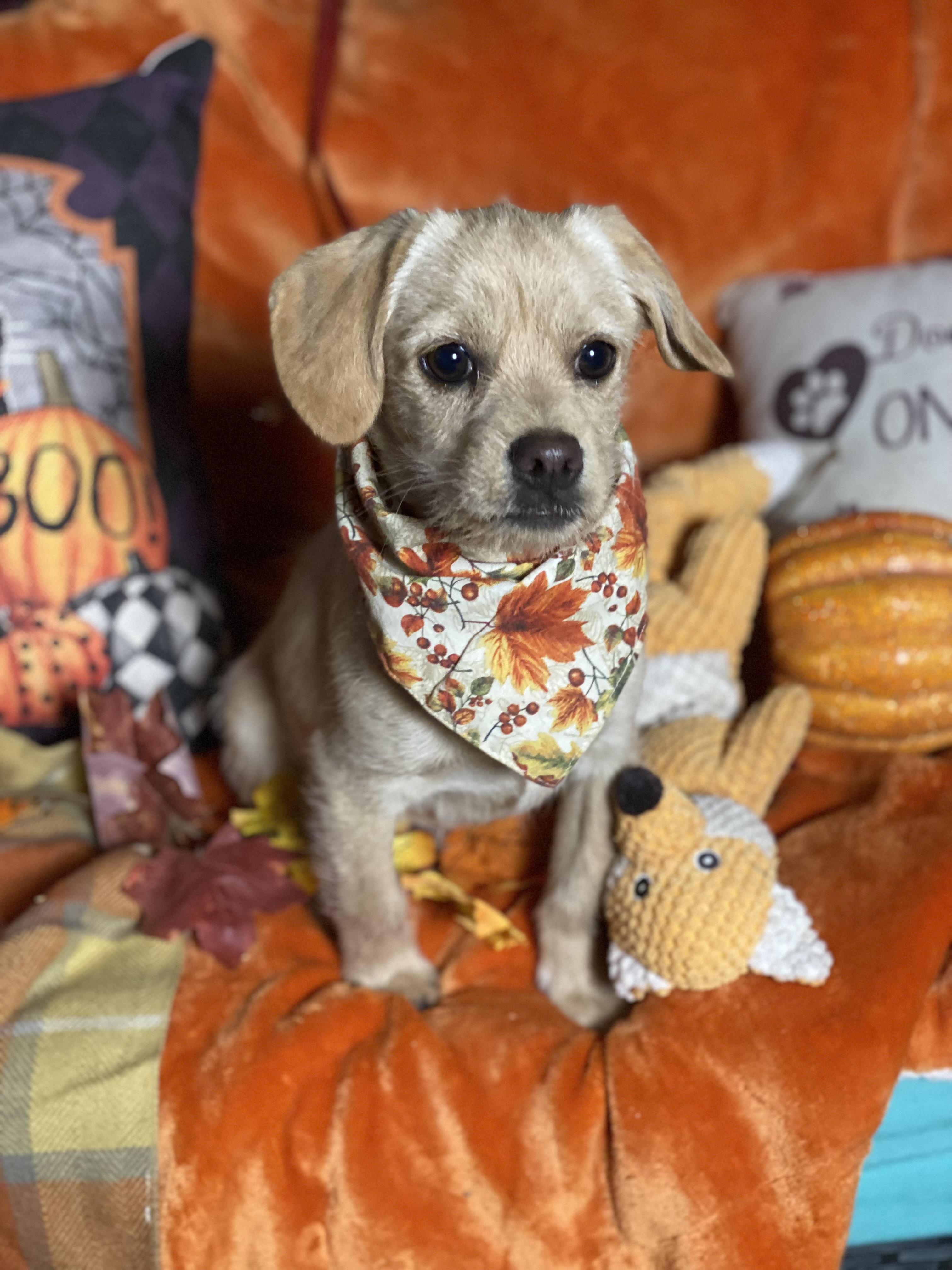 Small breed adorable golden puppies, Raider & Billy, a Adoptable mixed breed in Acton, CA image 3/6