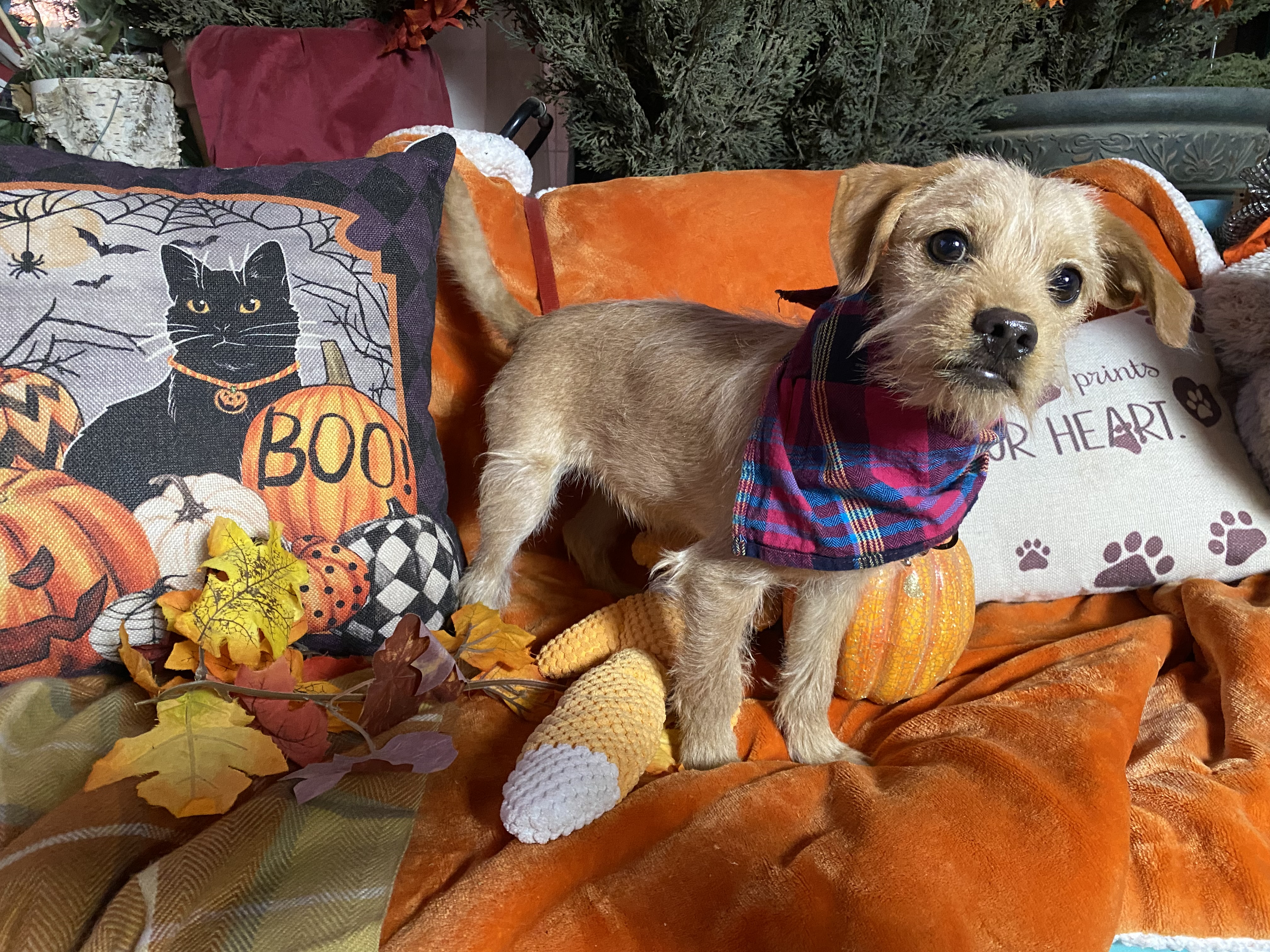 Small breed adorable golden puppies, Raider & Billy, a Adoptable mixed breed in Acton, CA image 4/6