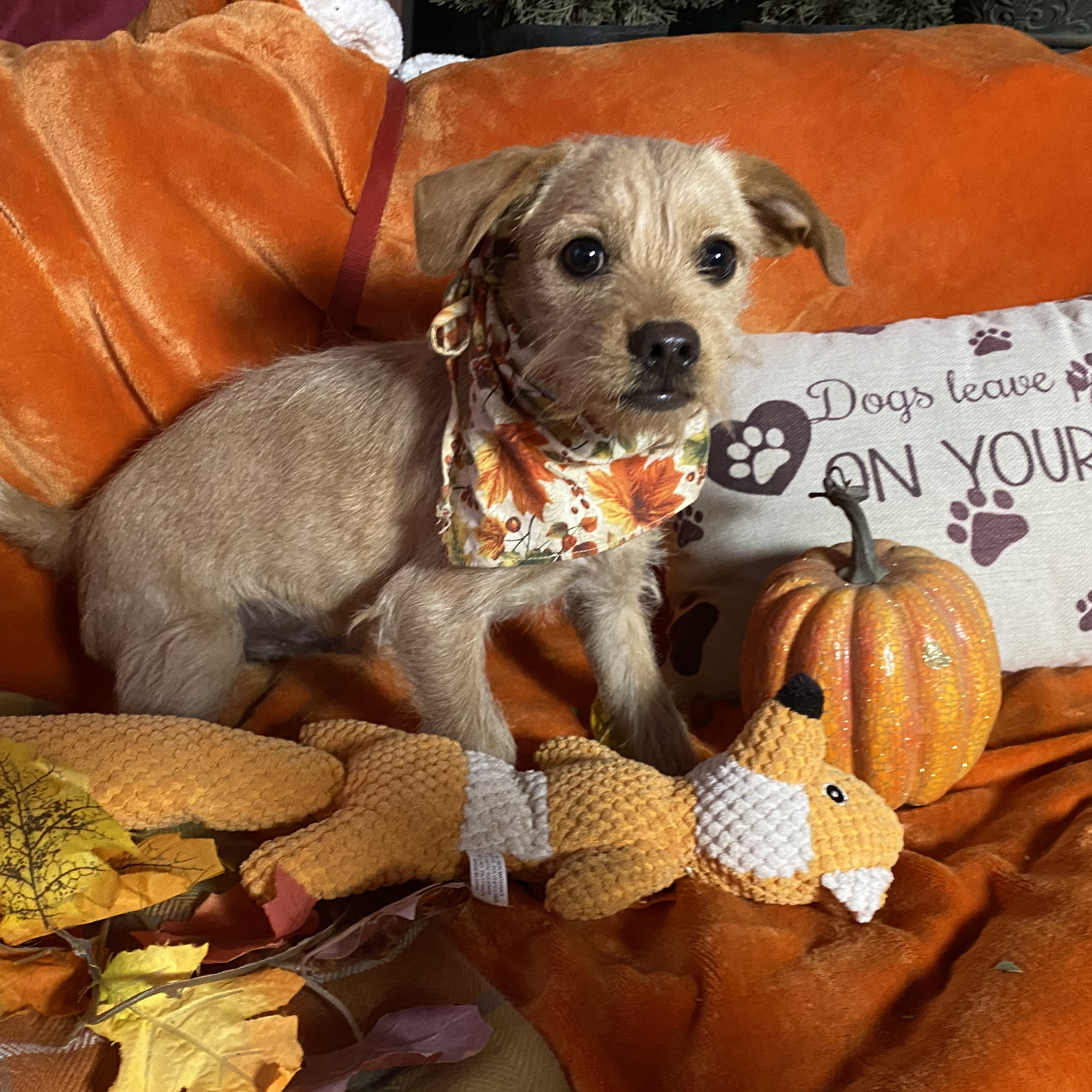 Small breed adorable golden puppies, Raider & Billy, a Adoptable mixed breed in Acton, CA image 5/6
