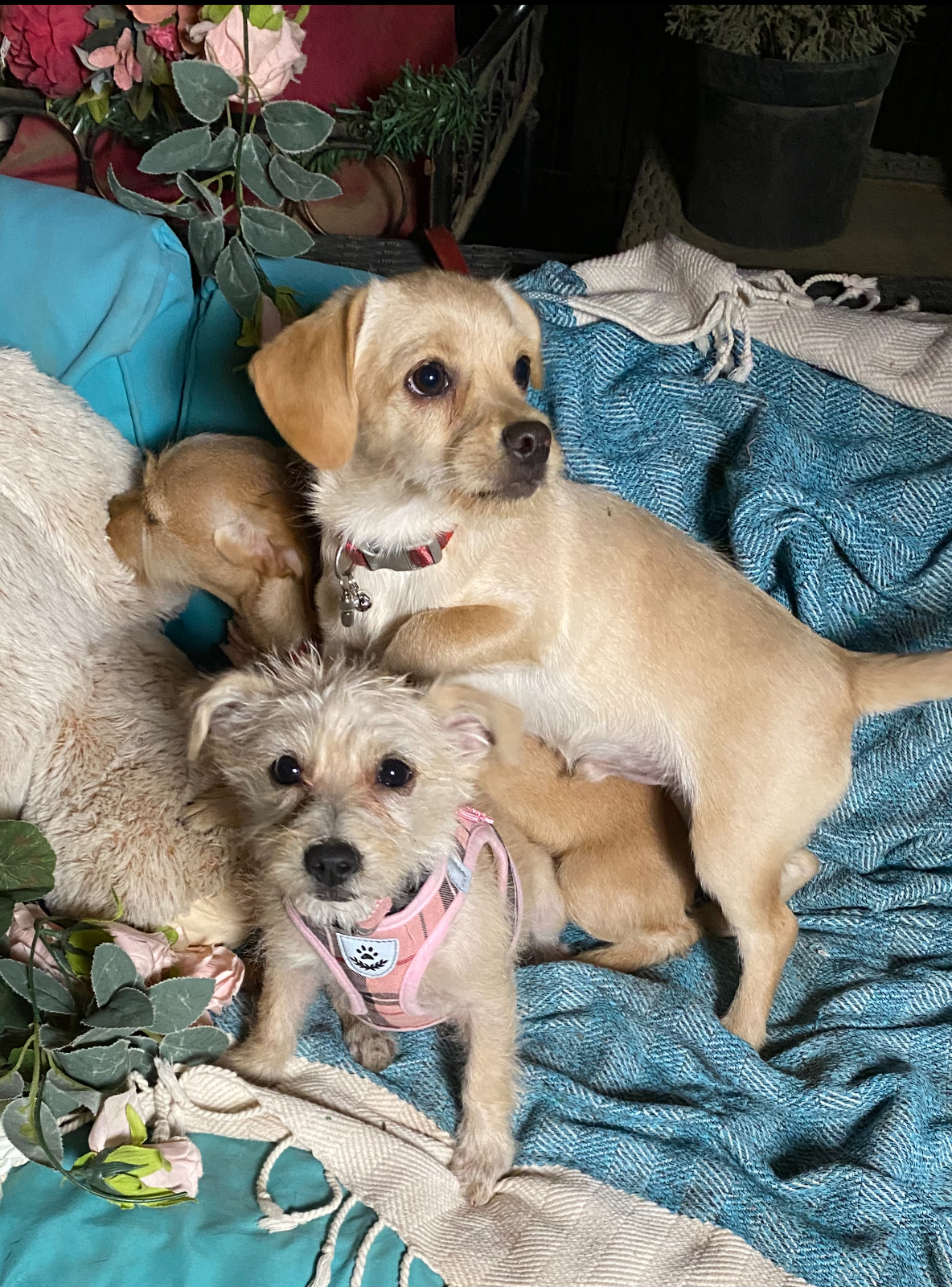 Small breed adorable golden puppies, Raider & Billy, a Adoptable mixed breed in Acton, CA image 6/6