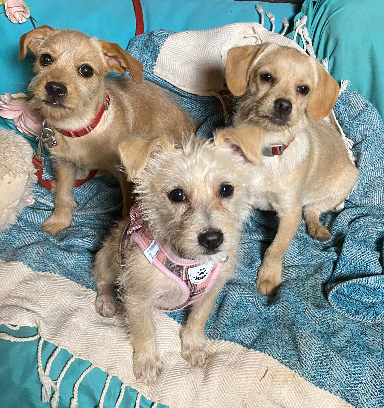Small breed adorable golden puppies, Raider & Billy, a Adoptable mixed breed in Acton, CA image 1/6