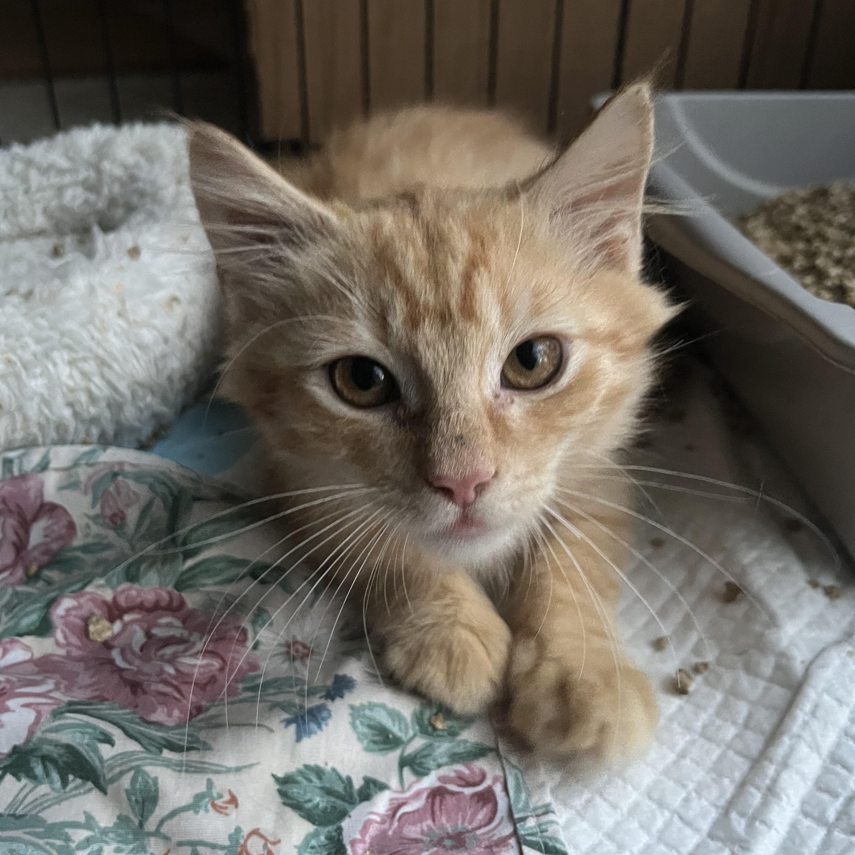 Enlarge Lemon, a Adopted Domestic Medium Hair in Elkton, MD image 3/4