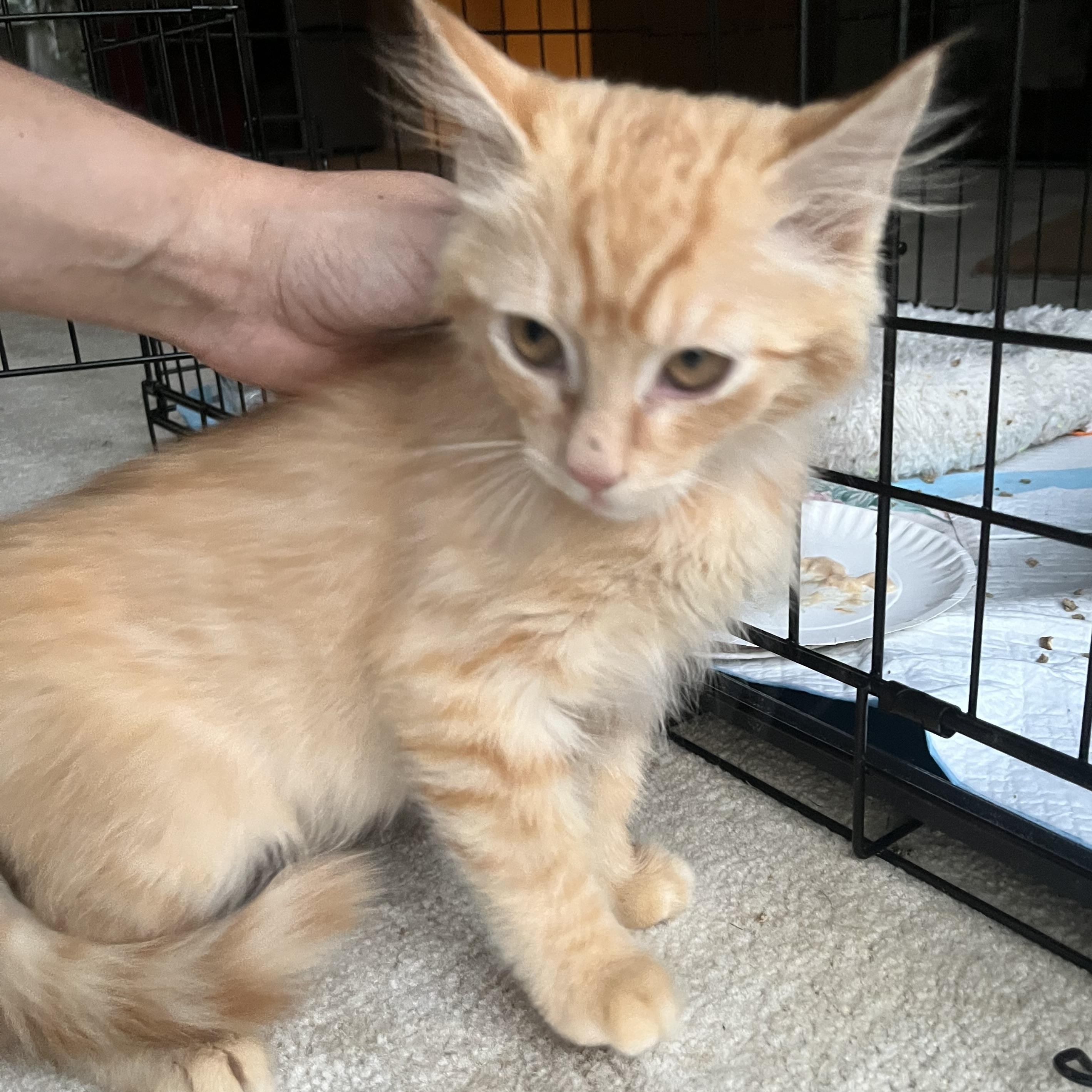 Enlarge Lemon, a Adopted Domestic Medium Hair in Elkton, MD image 2/4