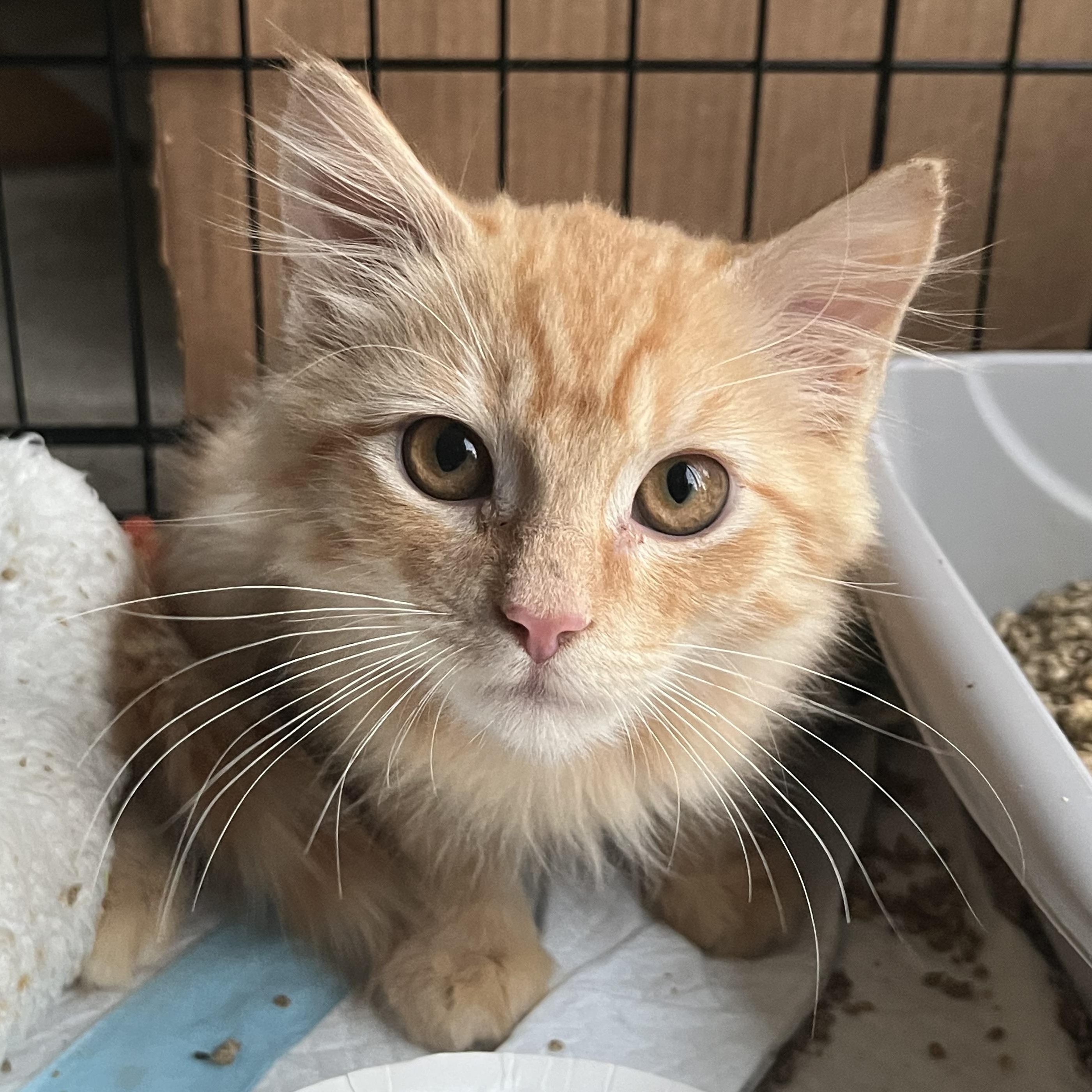 Lemon, Adopted, Kitten Male Domestic Medium Hair.
