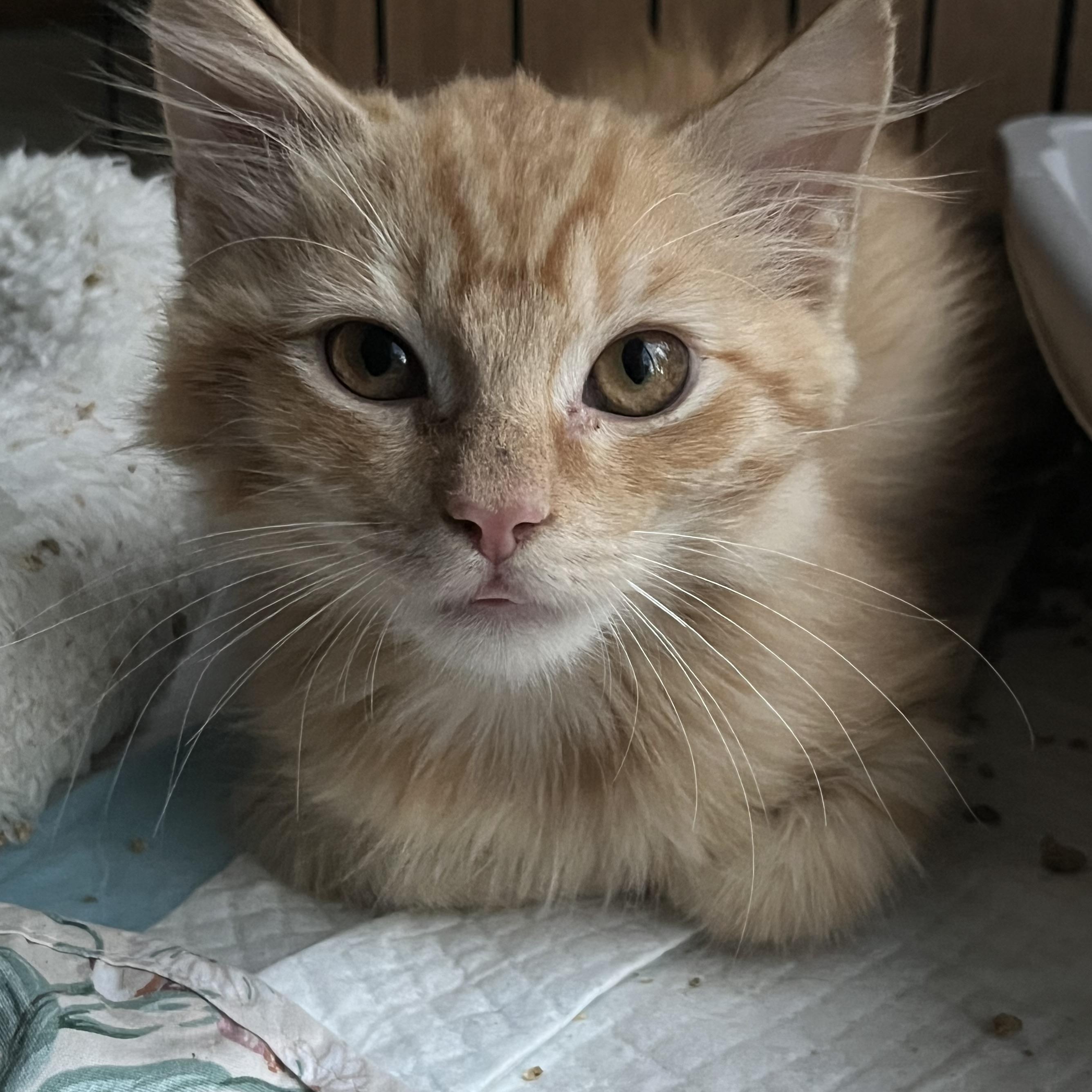 Enlarge Lemon, a Adopted Domestic Medium Hair in Elkton, MD image 4/4