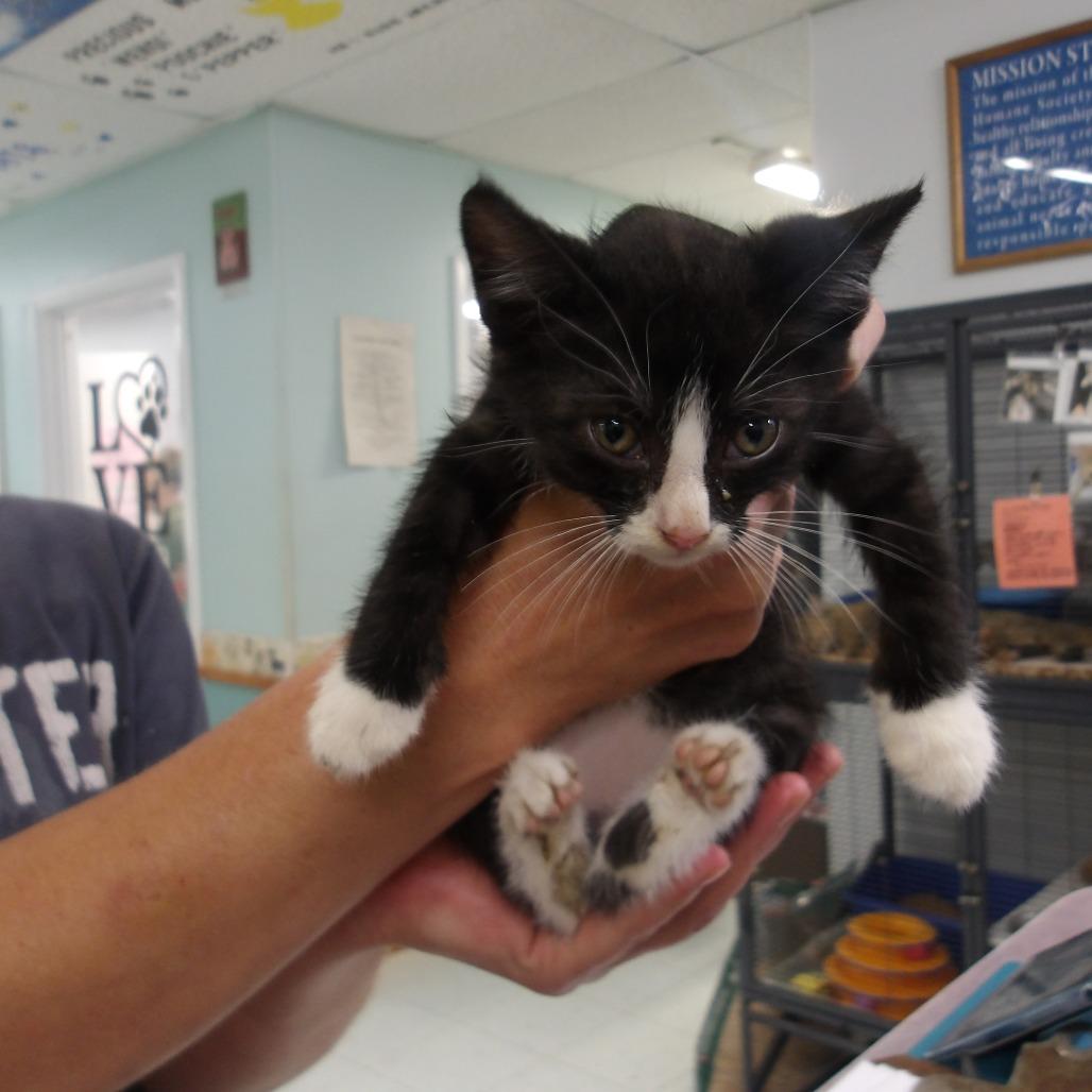 Pie (PK2), Adoptable, Kitten Male Domestic Short Hair.