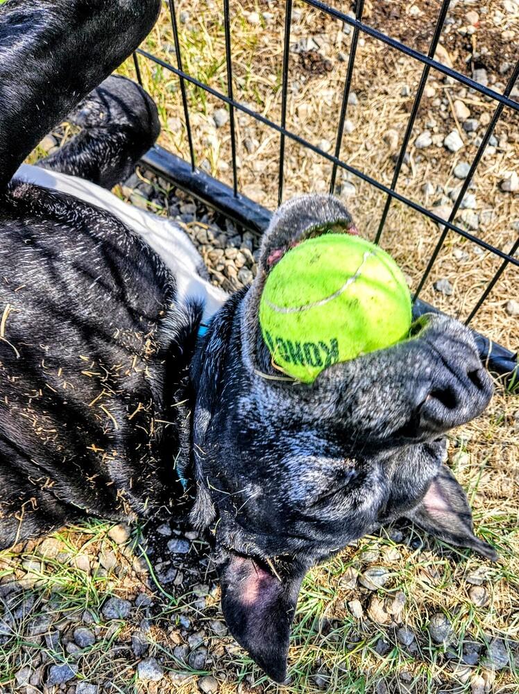 Vix, Adoptable, Senior Male Pit Bull Terrier & Mixed Breed.