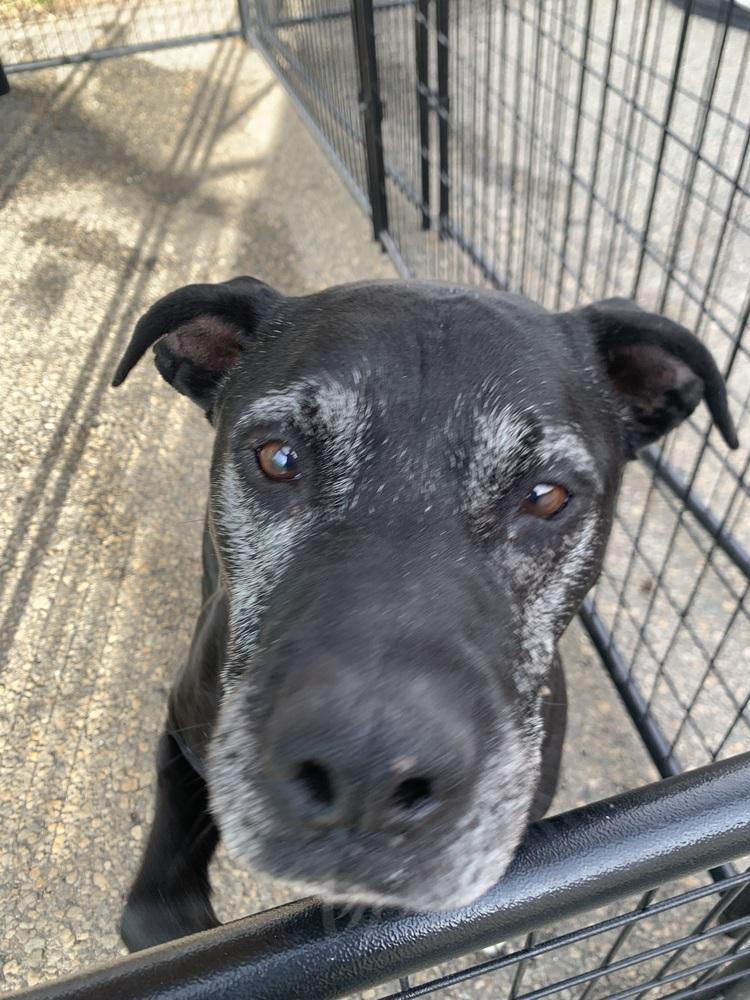 Enlarge Vix, a Adoptable mixed breed in Leadville, CO image 1/1