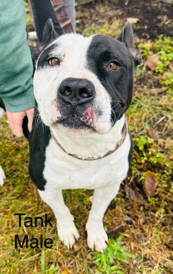 Tank