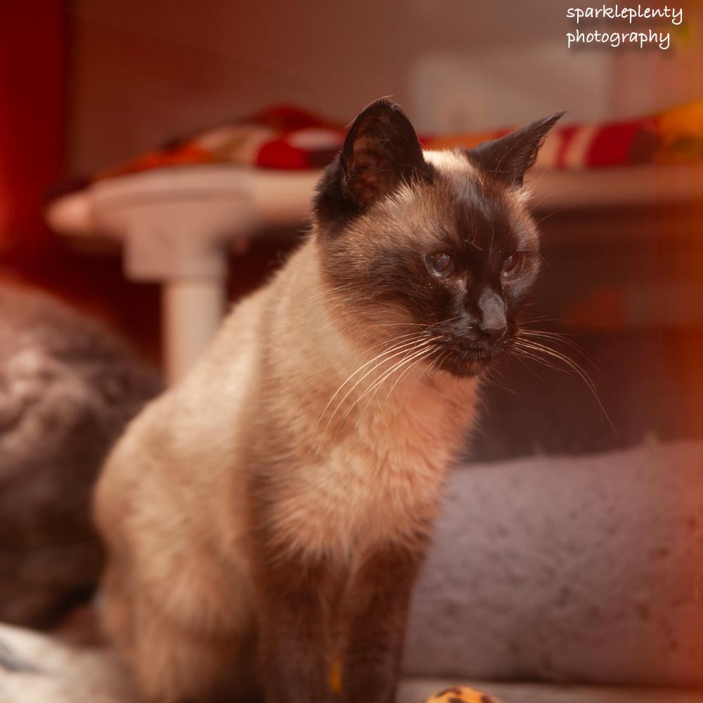 Greta, an adoptable Siamese in Ridgefield, CT image 5/6
