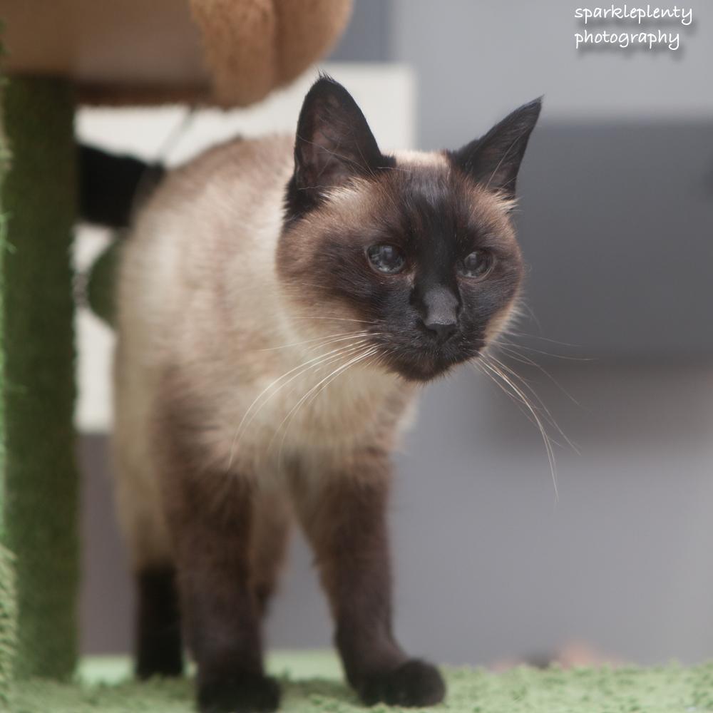 Greta, adoptable, Senior Female Siamese.