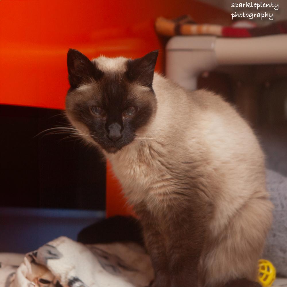 Greta, an adoptable Siamese in Ridgefield, CT image 6/6
