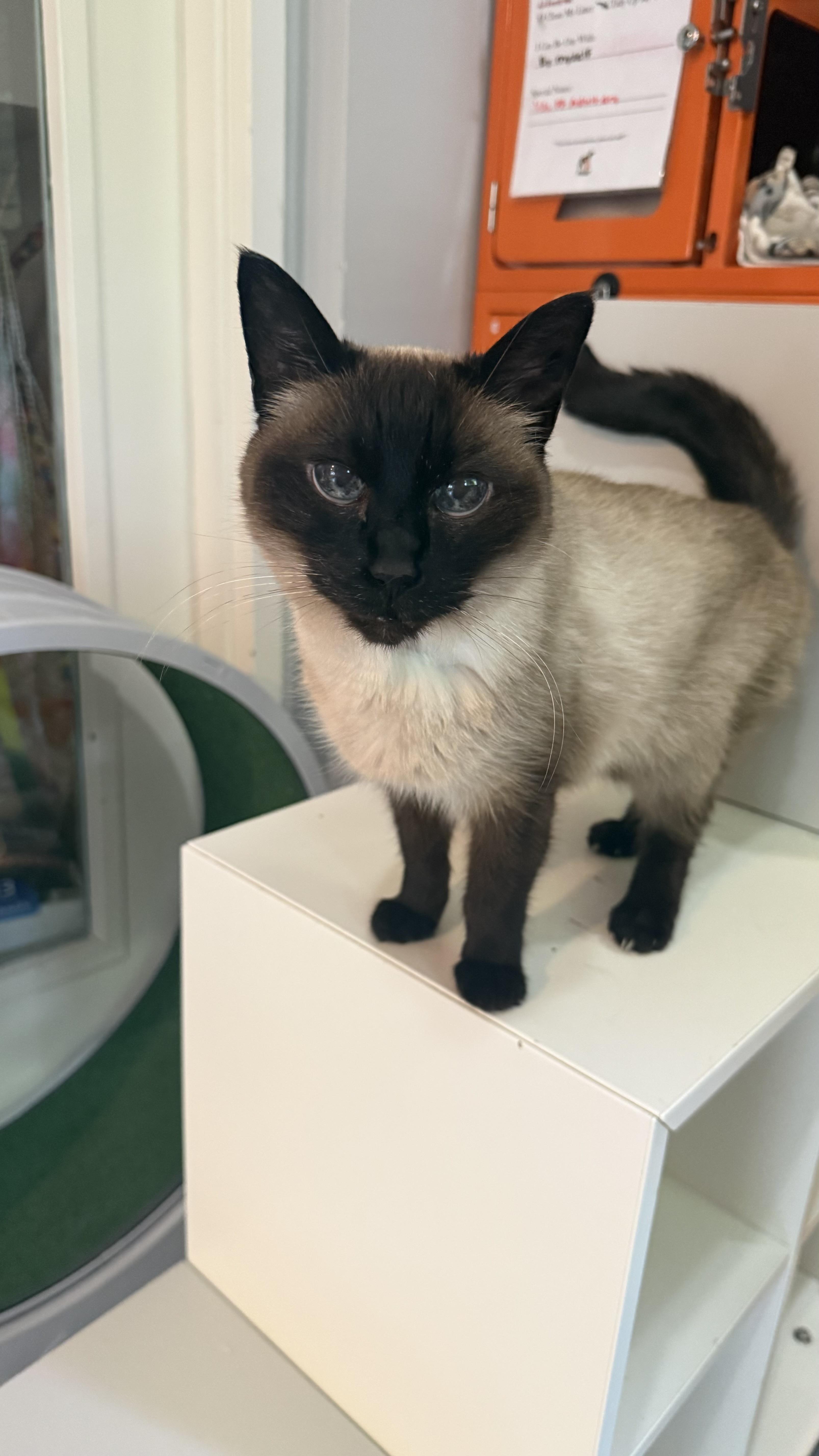 Greta, an adoptable Siamese in Ridgefield, CT image 3/6
