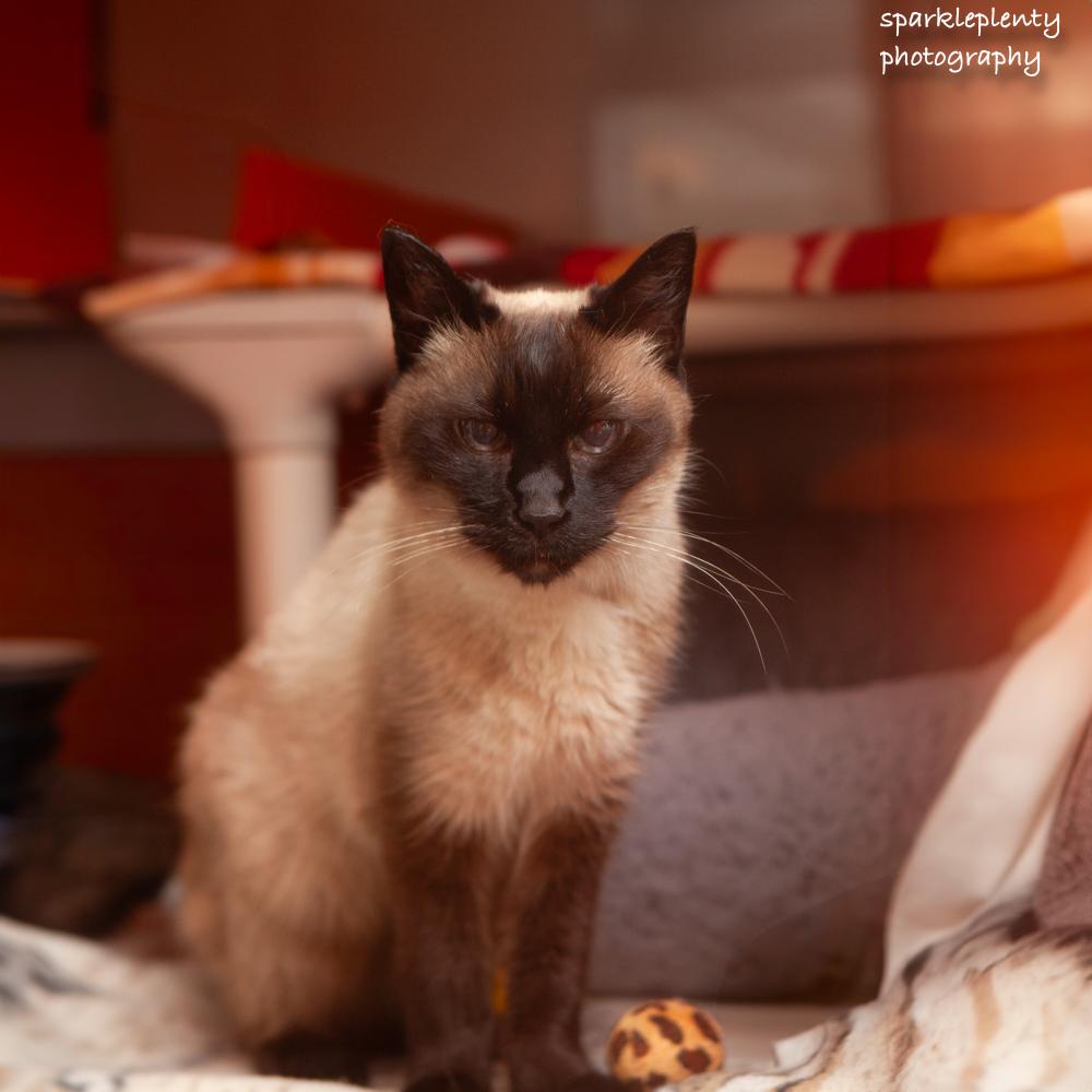 Greta, an adoptable Siamese in Ridgefield, CT image 2/6