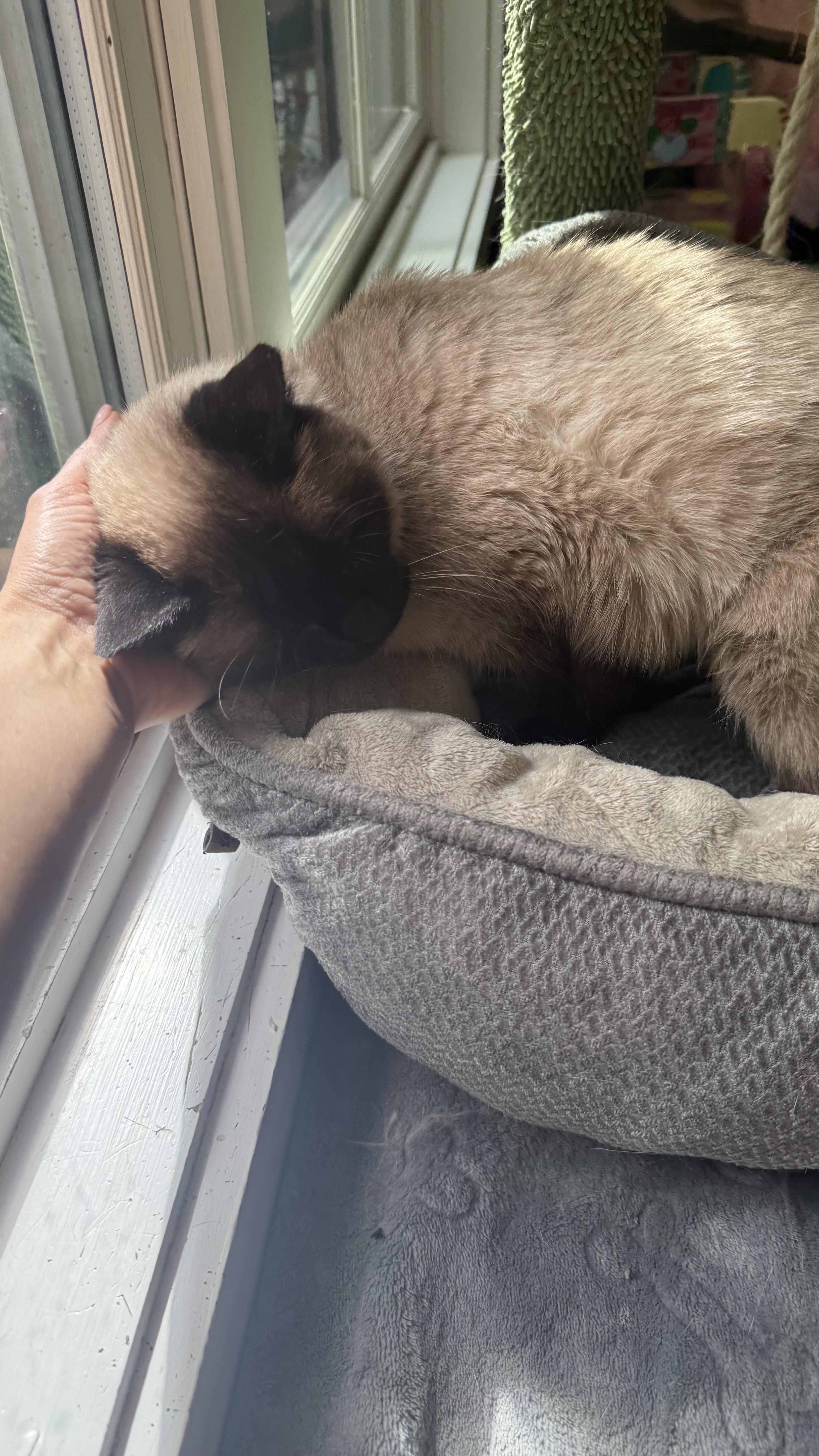 Greta, an adoptable Siamese in Ridgefield, CT image 4/6