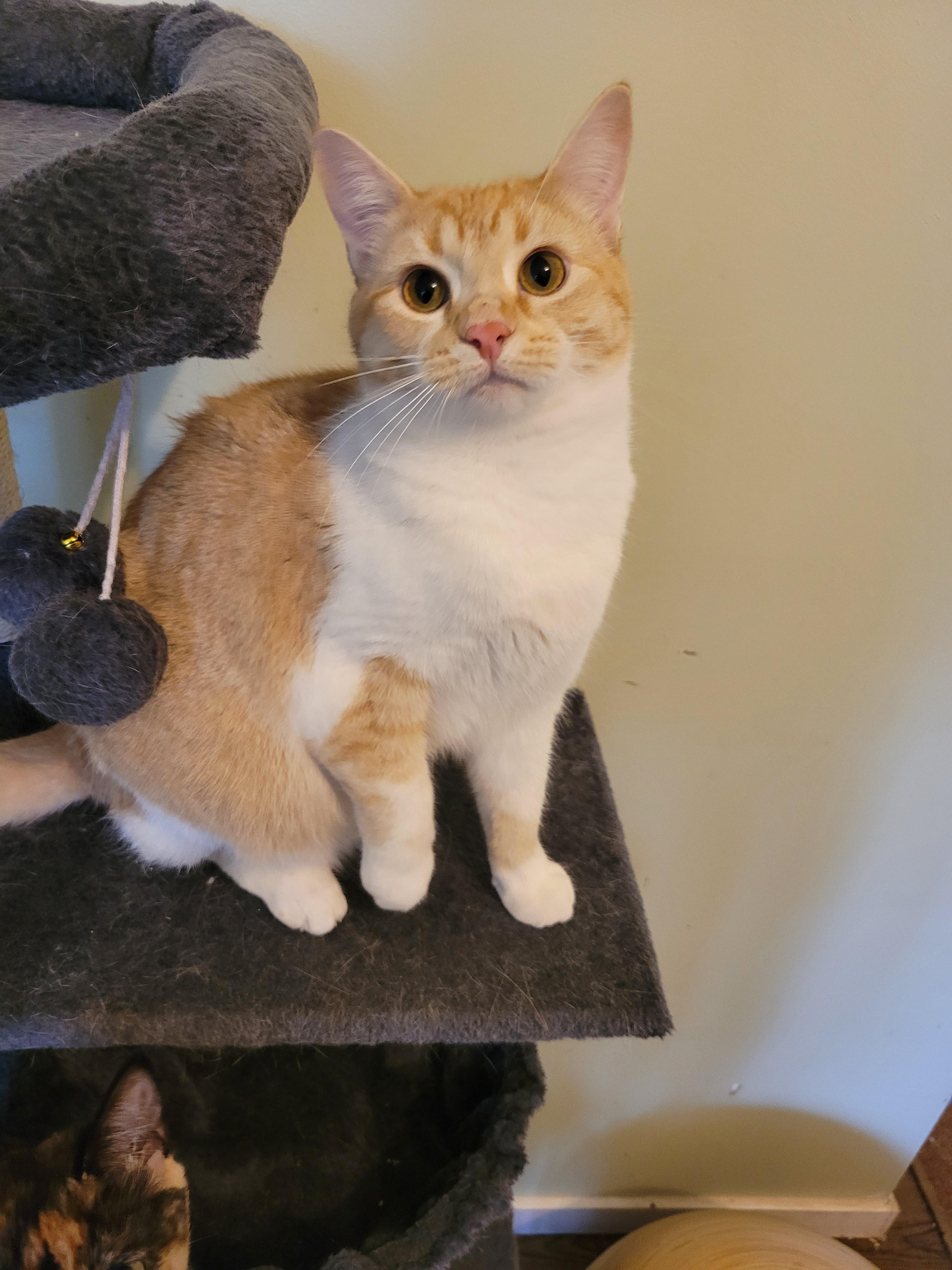 Birdie, a ADOPTABLE Domestic Short Hair in Vancouver, BC image 4/4