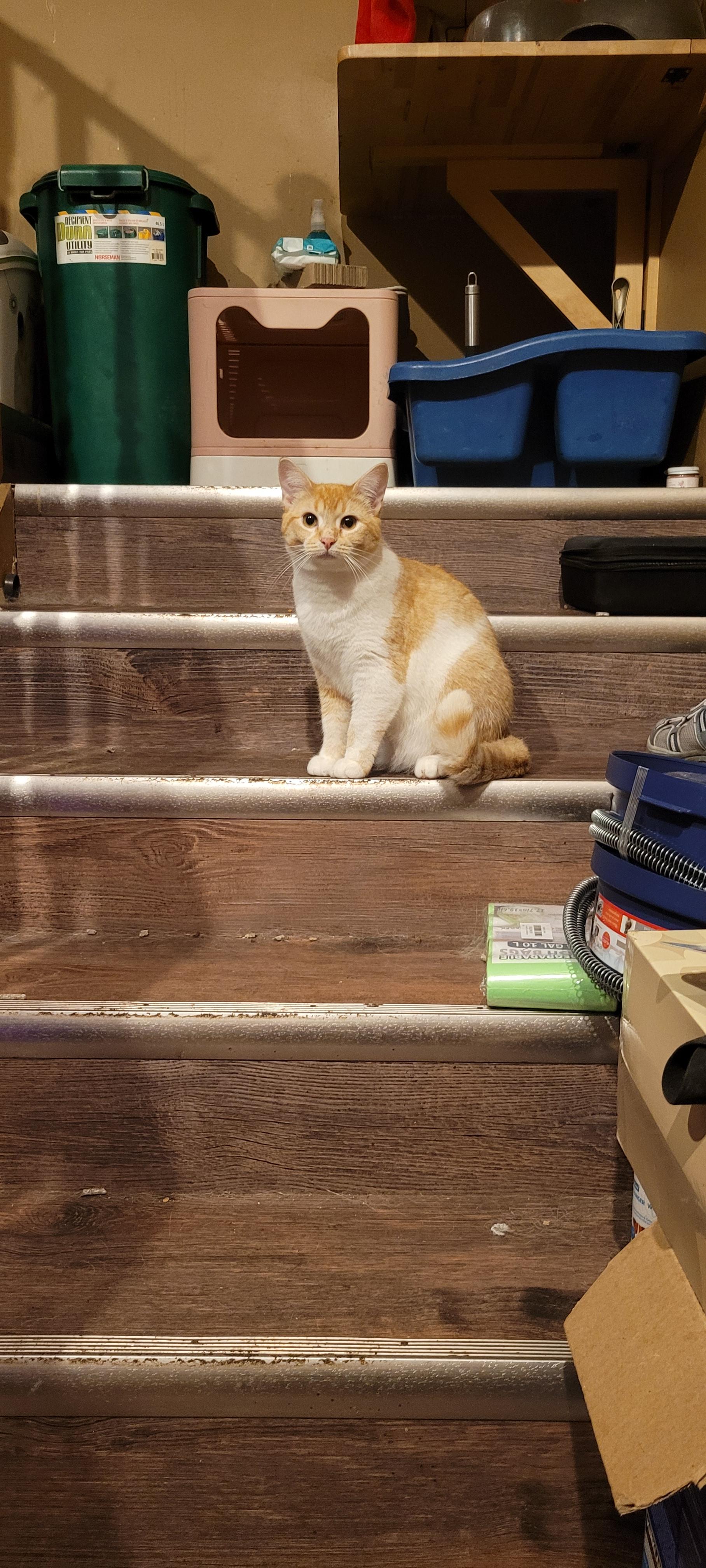 Birdie, a ADOPTABLE Domestic Short Hair in Vancouver, BC image 3/4