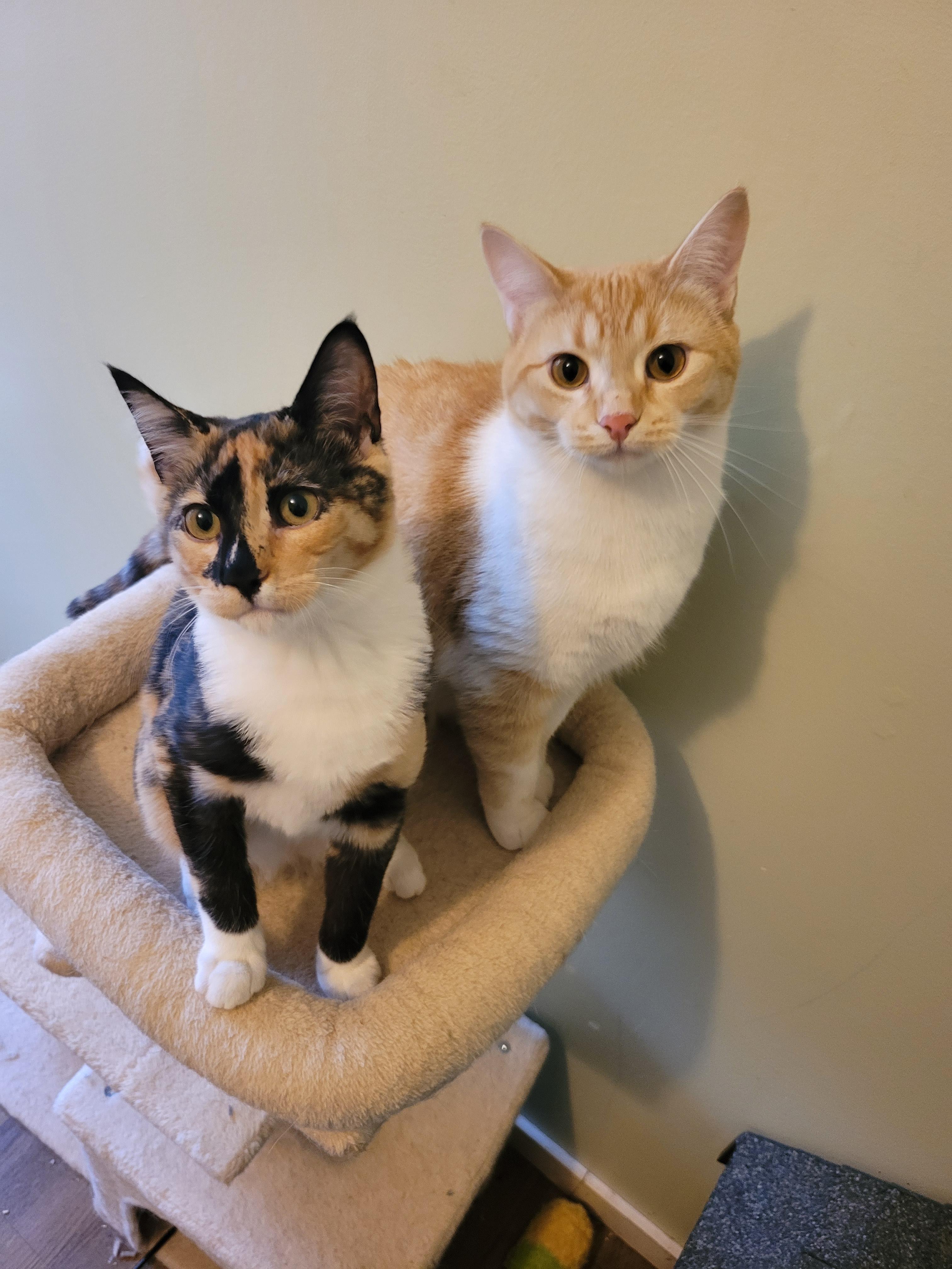Birdie, a ADOPTABLE Domestic Short Hair in Vancouver, BC image 2/4
