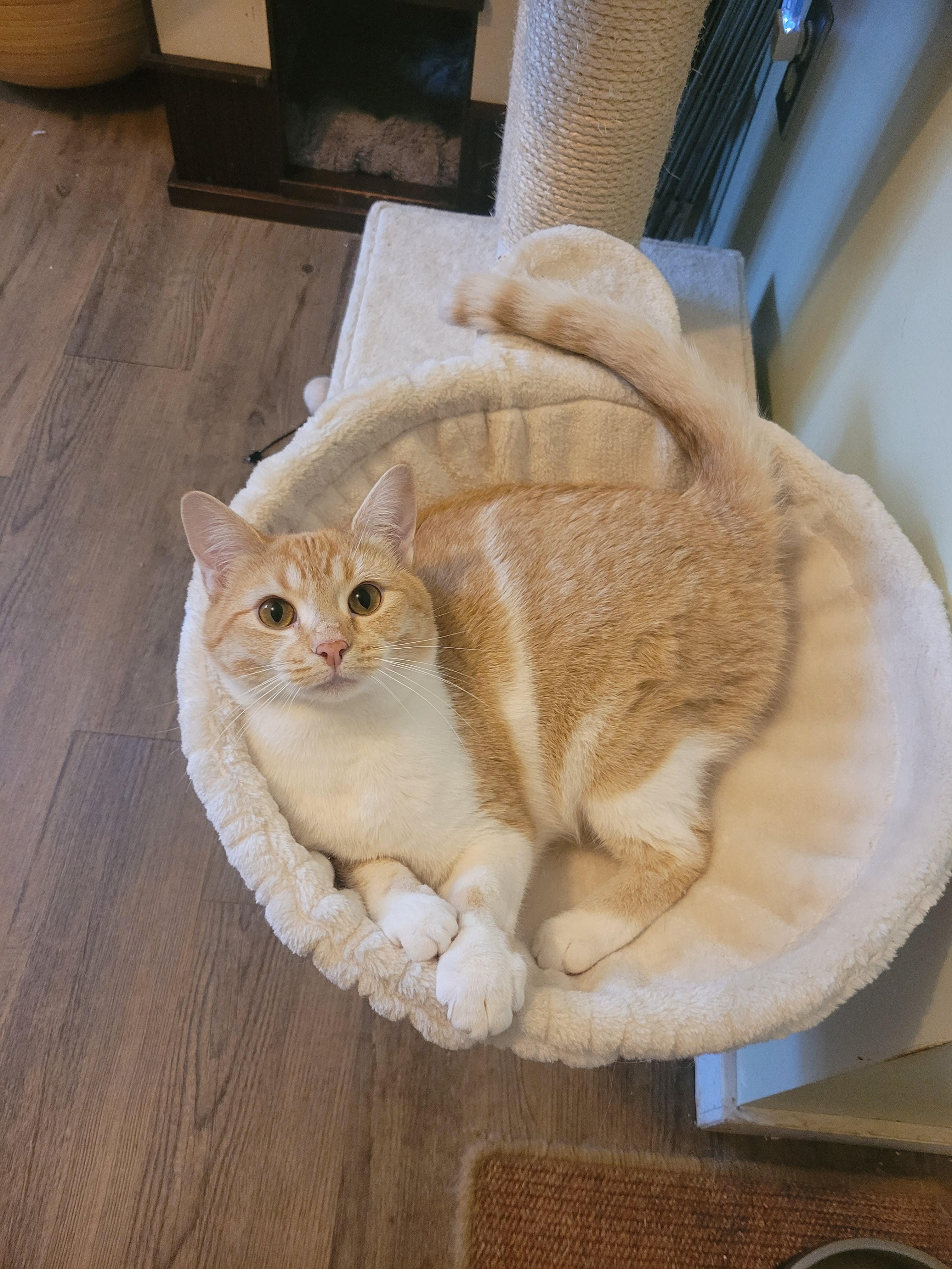Birdie, ADOPTABLE, Young Female Domestic Short Hair.