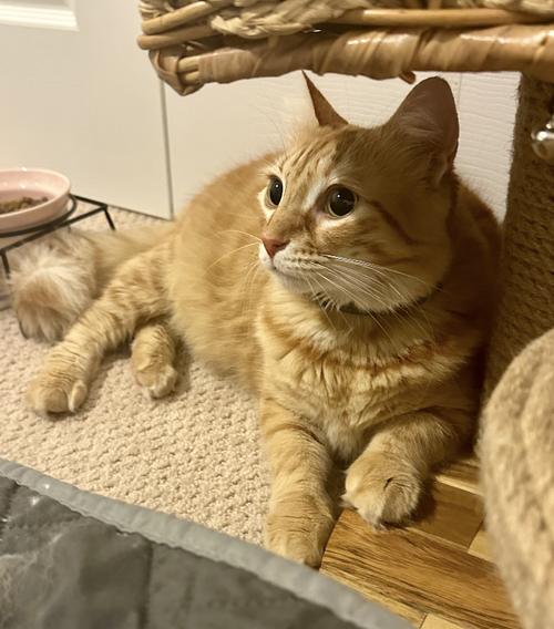 Ms Fable*, Adoptable, Adult Female Domestic Long Hair & Tabby.