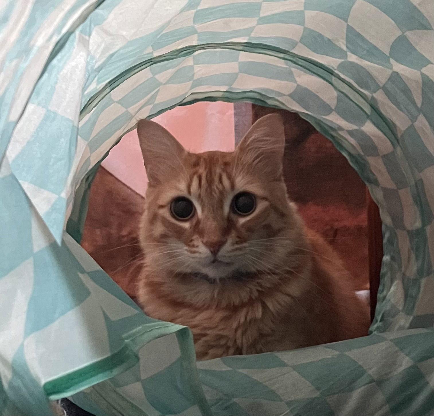 Ms Fable*, Adoptable, Adult Female Domestic Long Hair & Tabby.