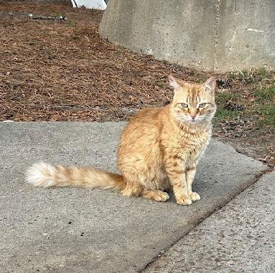 Ms Fable*, a Adoptable mixed breed in Royal Palm Beach, FL image 2/2