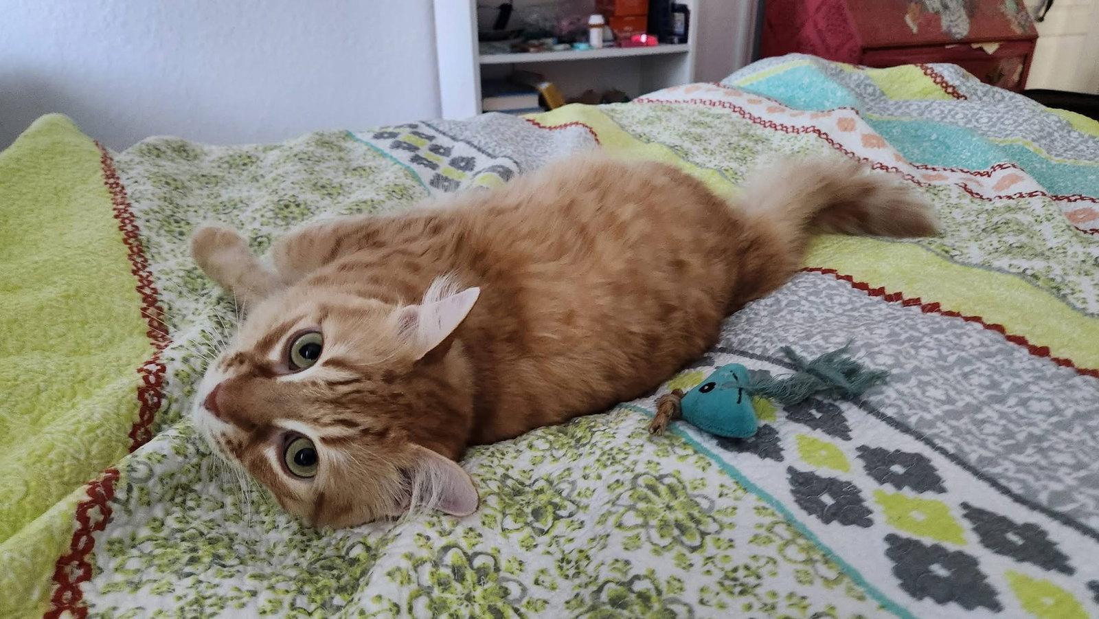 Ms Fable*, a Adoptable mixed breed in Royal Palm Beach, FL image 2/3