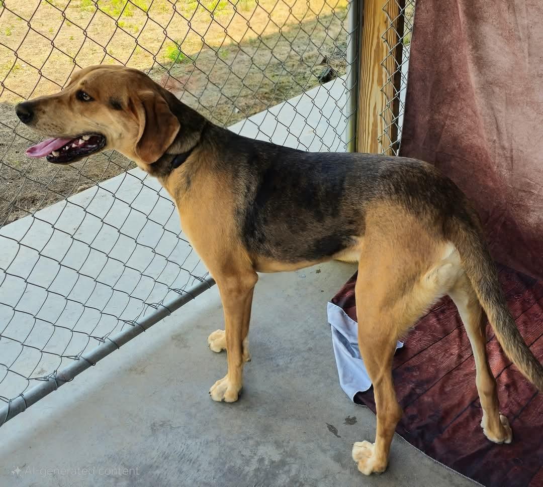 Salem Adorable Houndy boy he is UBER SWEET  and a Goofball!