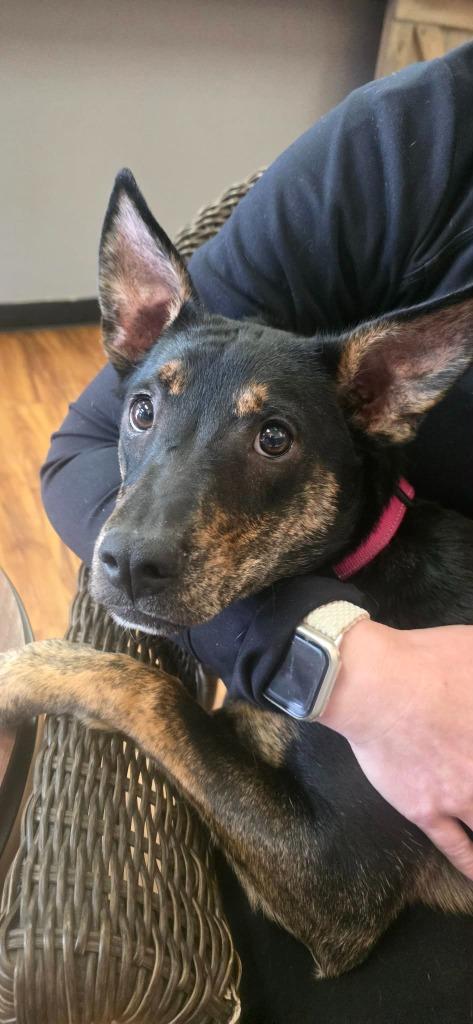 Josie, Adoptable, Puppy Female Labrador Retriever.