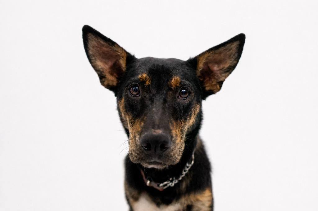 Enlarge Josie, a Adoptable mixed breed in Mesa, AZ image 2/3