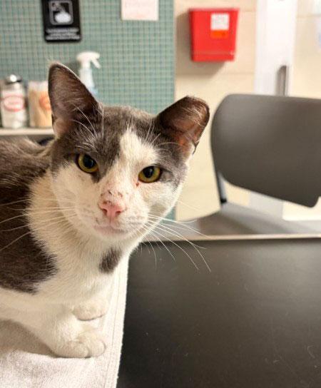 Bitty Bigmouth, ADOPTABLE, Young Male Domestic Short Hair.