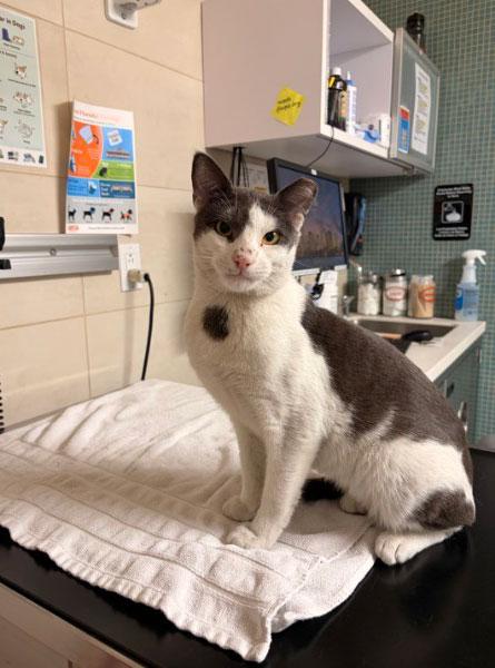 Bitty Bigmouth, a ADOPTABLE Domestic Short Hair in Brooklyn, NY image 2/3